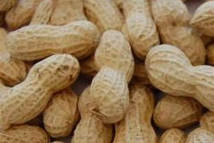 水培绿萝用什么肥料