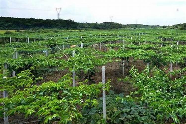 绿萝施肥需施什么肥料