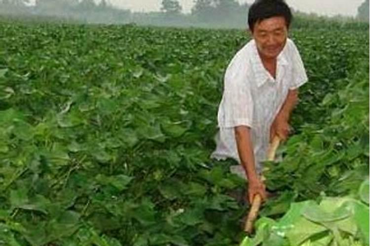 棉花缺钾肥会有那些明显特征
