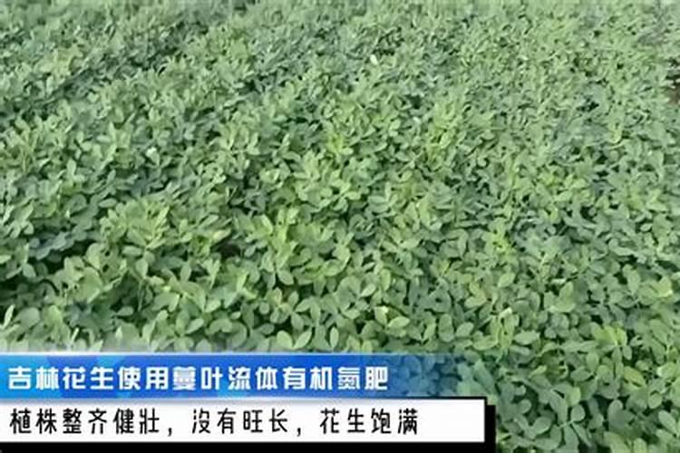 红枣沤烂了能当肥料吗