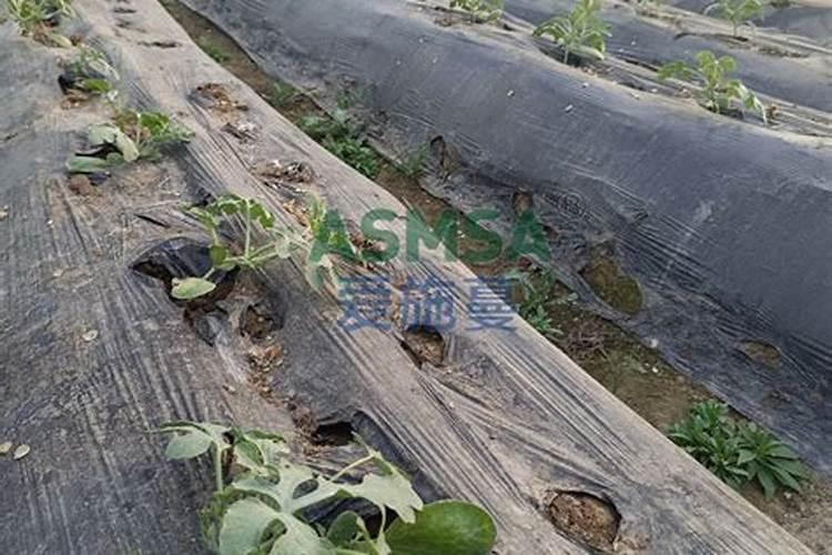 西瓜上什么肥料又大又甜