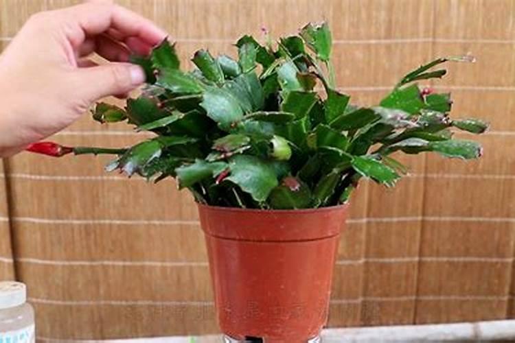 昙花专用肥可以给蟹爪兰上吗？