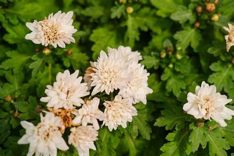菊花开花时施什么肥好？