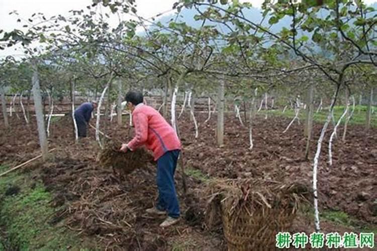 油麦菜用什么肥料好