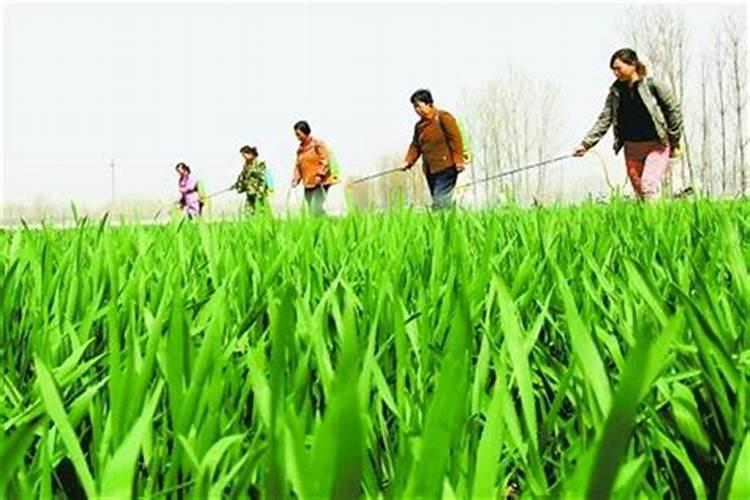小麦拔节期打什么叶面肥最好