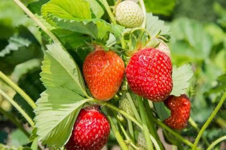 草莓施什么肥料果大