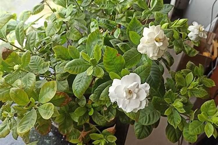核桃仁怎样做花肥不臭