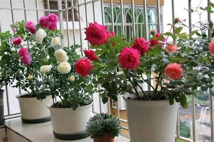 磷钾肥怎么浇花正确使用方法？分芽期可以用吗？