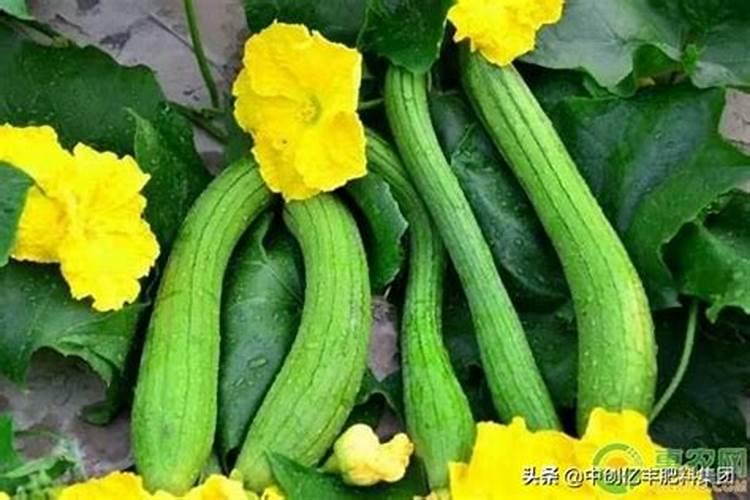 丝瓜施什么肥合适