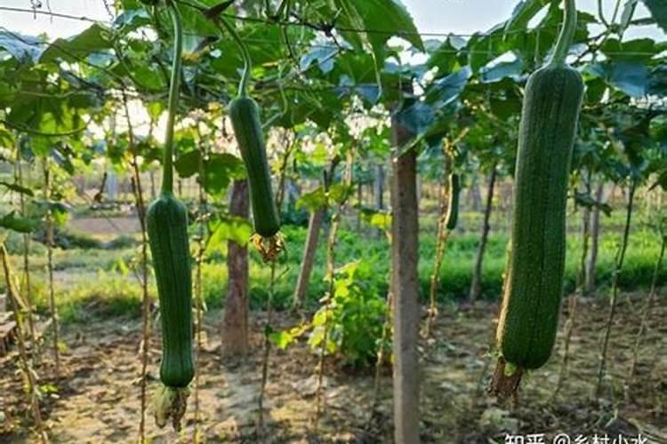 丝瓜育苗前要准备什么,多久施一次肥呢？