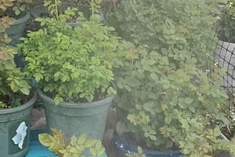 西芹的种植方法和时间