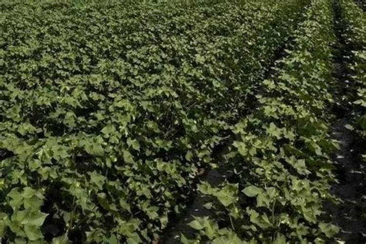棉花施钾肥最佳时间 使用方法及注意事项