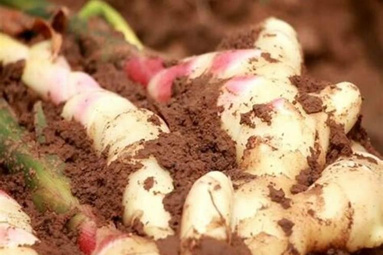 生姜追肥用什么肥料好