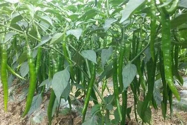 草莓春季怎么施肥好？用什么水溶肥对根系好？
