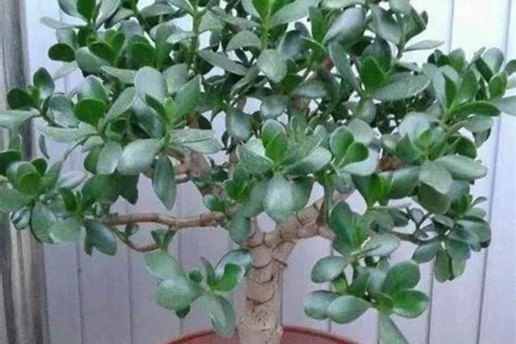 脆香芋炒芦蒿的做法,脆香芋炒芦蒿怎么做好吃
