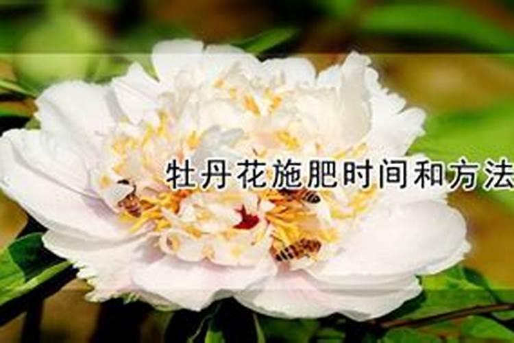牡丹在开花的时候可以施肥吗 牡丹需要怎么施肥