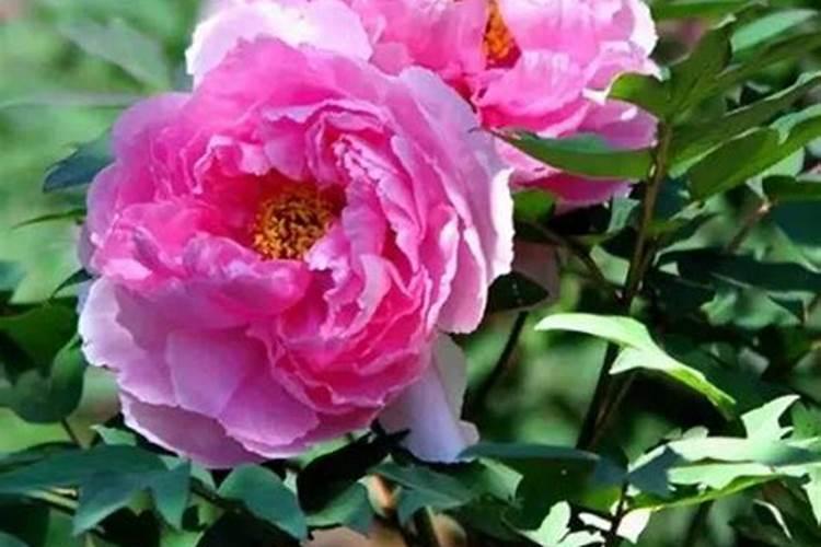 牡丹花什么时候施肥好 牡丹花施肥最佳时间
