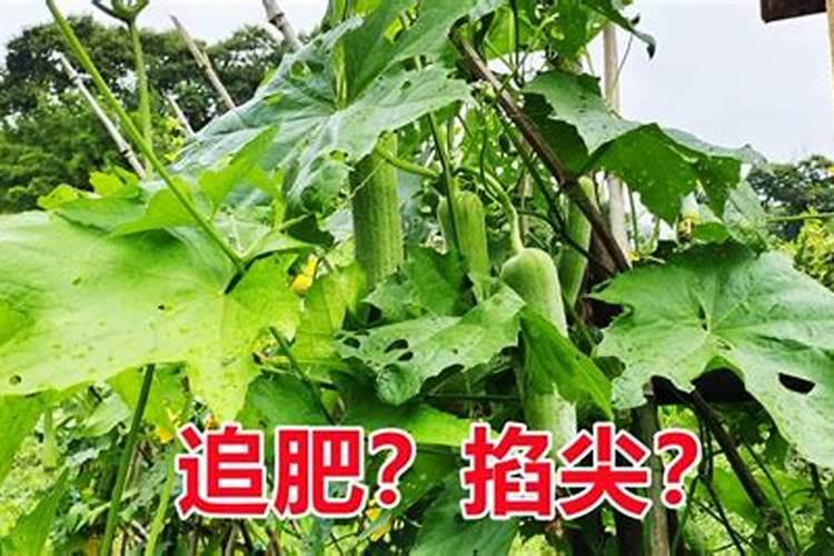 丝瓜用高钾的叶面肥可以吗