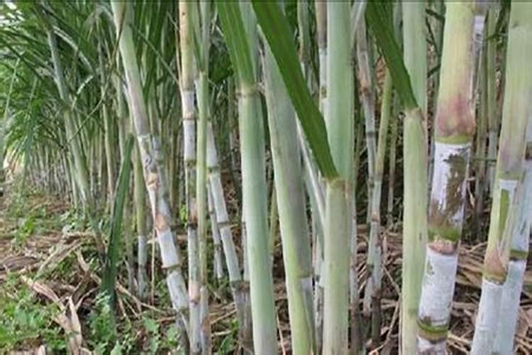 甘蔗叶面尿素喷雾施肥管用吗？