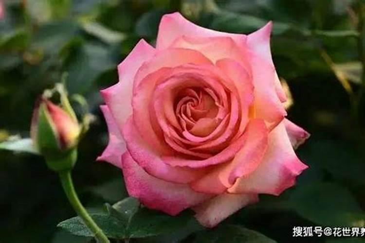 月季施肥后黄叶的原因