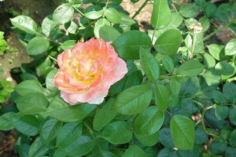 月季开花施什么肥料