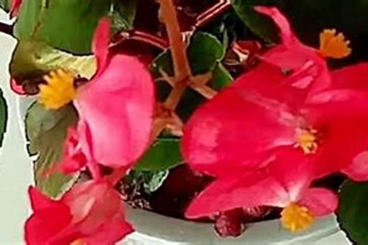 四季海棠为什么掉花蕾