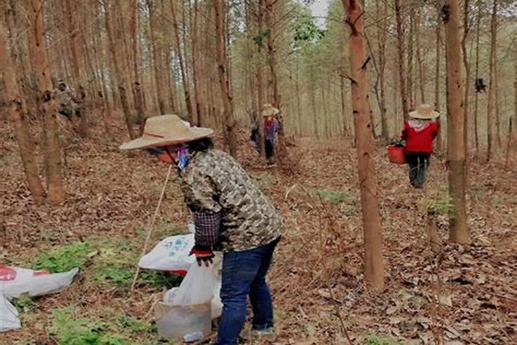 桉树用什么肥料长得快