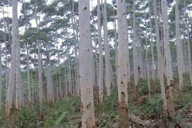 桉树第一年施肥方法