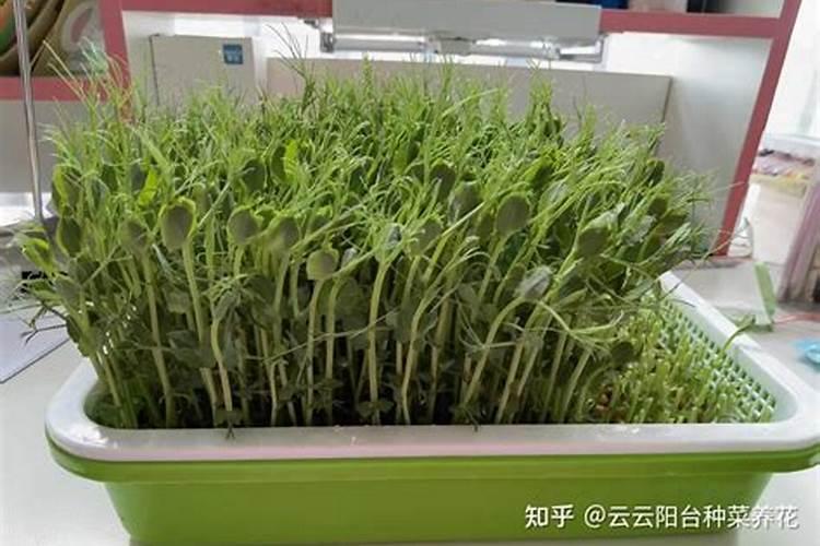 碗豆苗用什么肥料