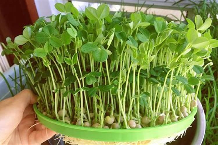 碗豆苗用什么肥料好
