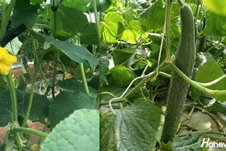 沈阳花宝园艺有限公司怎么样？