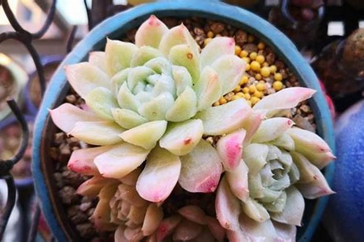 磷肥对植物的作用与功效