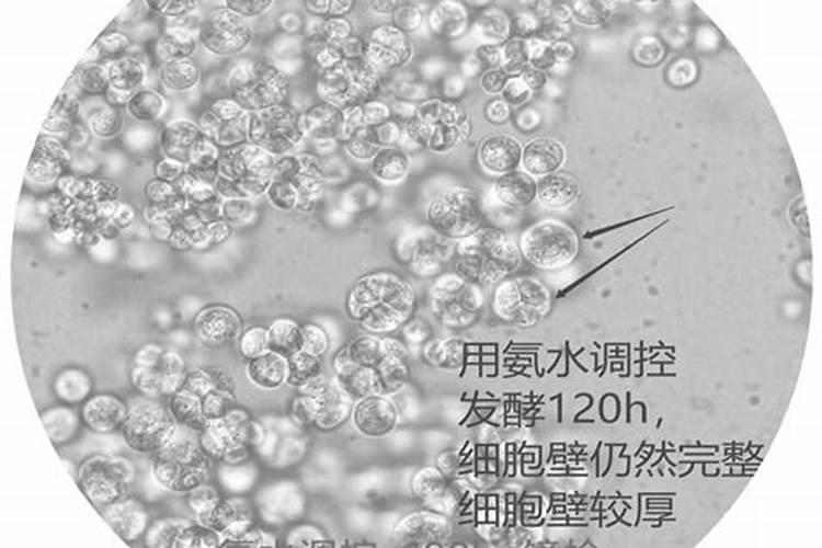 种花需要肥料,请问什么是磷肥、什么是氮肥、什么是钾肥？