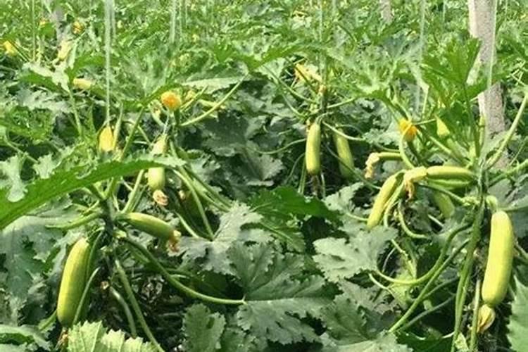 种植茄子需要什么底肥好