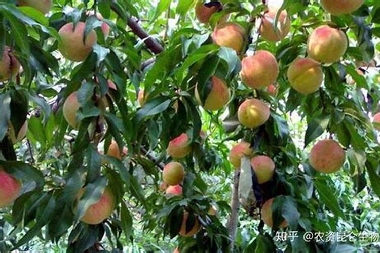 玉米叶子发黄干枯怎么办
