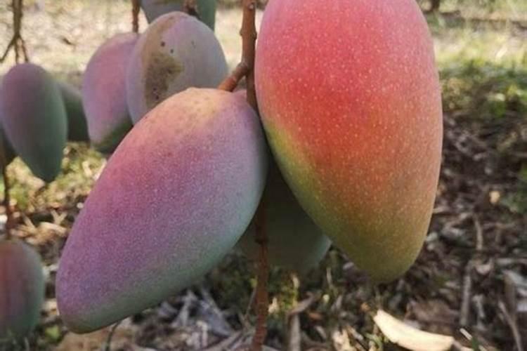 芒果树使用矿源黄腐酸钾的功能和用量？芒果果期能喷施矿源吗