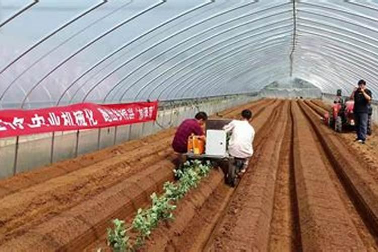 大棚芸豆苗期喷什么叶面肥什么药