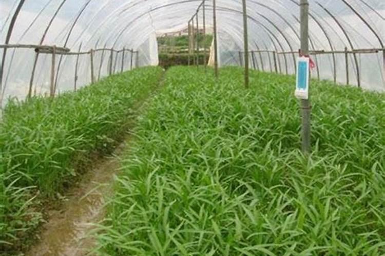 大棚茄子在苗期施用什么微量元素肥料？？