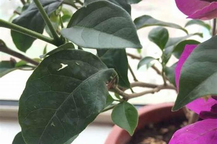 三角梅如何养护叶片花朵很鲜艳