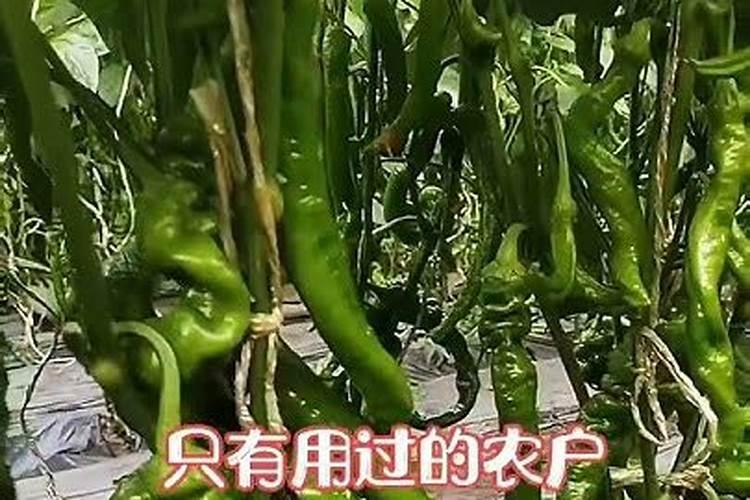 芸苔内酯适合打什么蔬菜