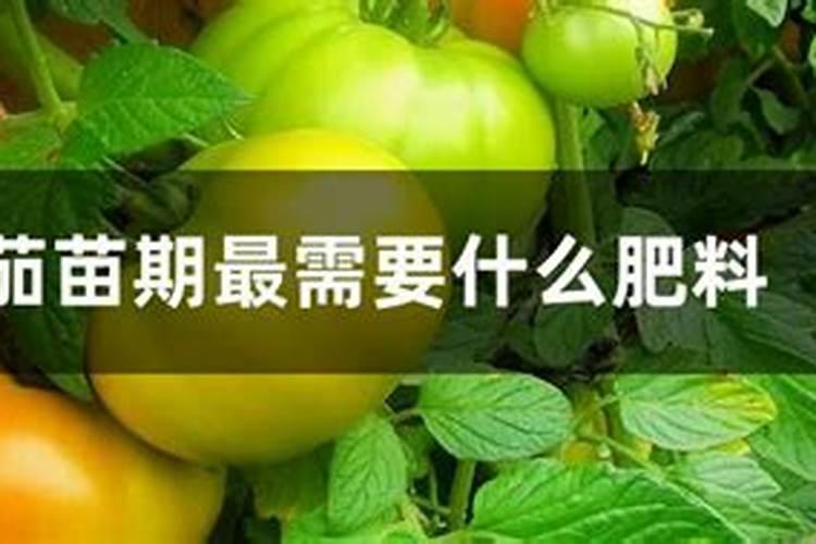 栽西红柿用什么肥料最好