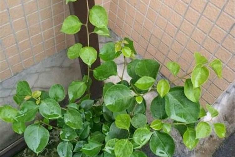 怎样让三角梅生根快保水抗旱让三角梅生根快保水抗旱方法