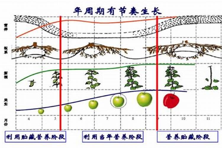 苹果树施肥的方法