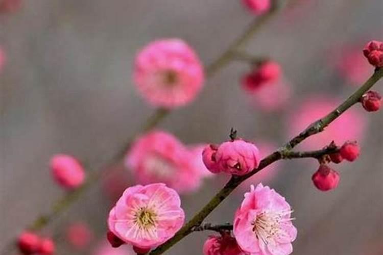 梅花如何过冬