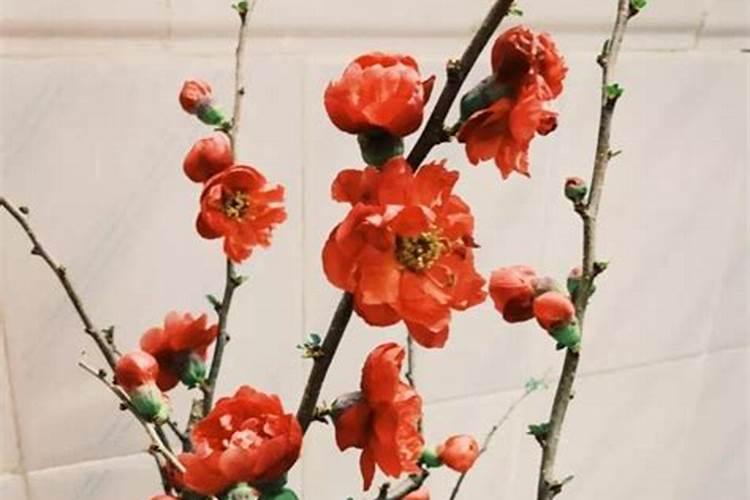 正确养梅花方法