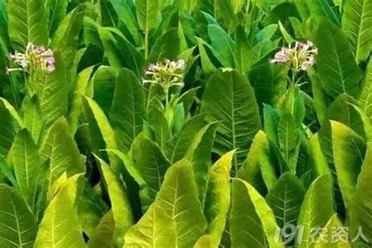 在烤烟团棵期喷施丙酰芸苔素内酯有什么好处