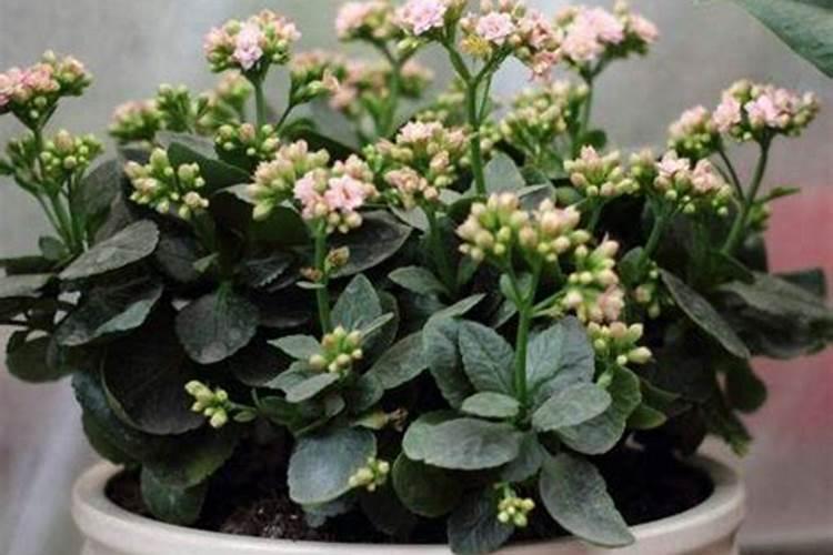 硝酸磷肥可以养长寿花吗