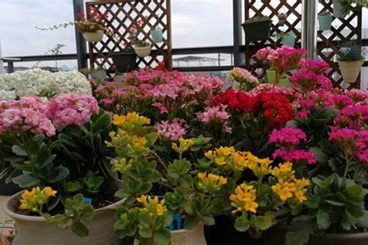 长寿花施什么肥料开花