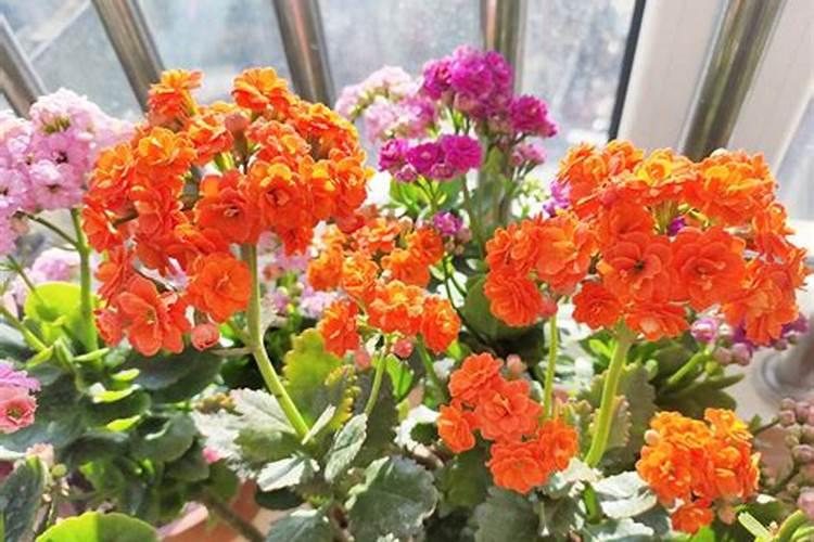 长寿花开花时施什么肥最好