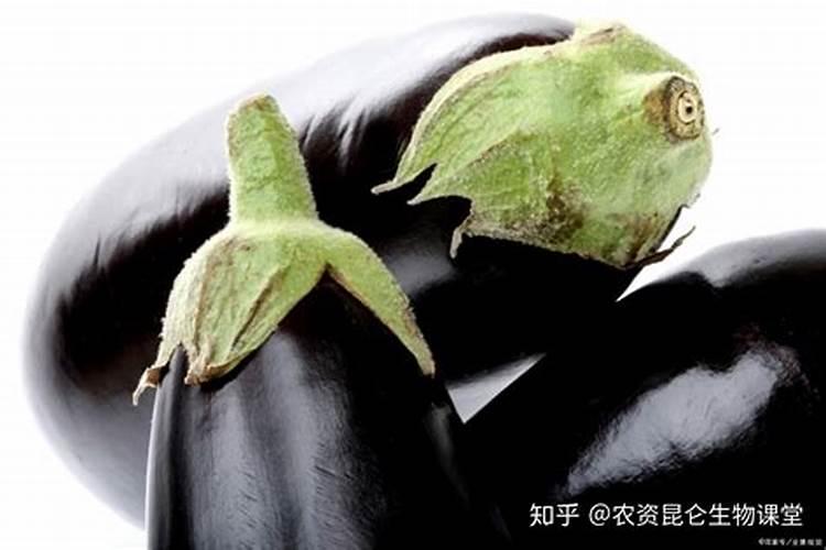 茄子盛产期施什么肥可增产
